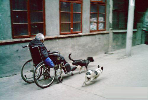 Old Man in Wheelchair towed by 2 dogs