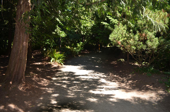 Venturesome Wooded Path