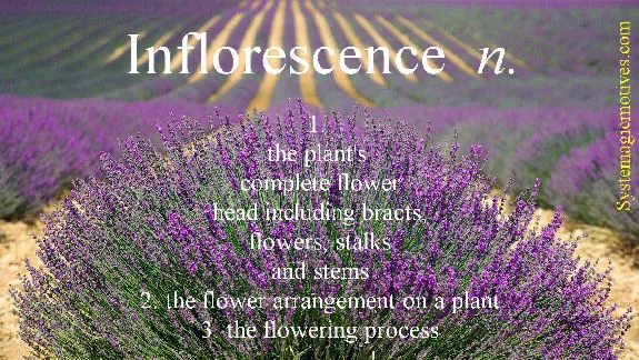 Graphic Definition of Inflorescence
