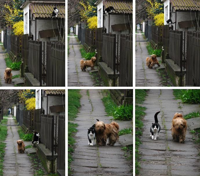 A Dog & Cat Meeting in an Alley