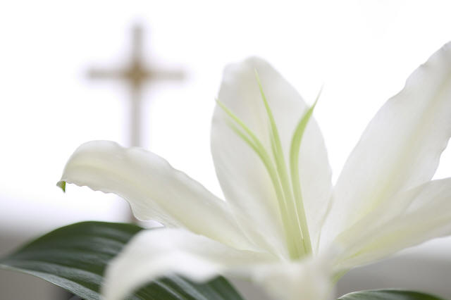 White Lilly & a Cross