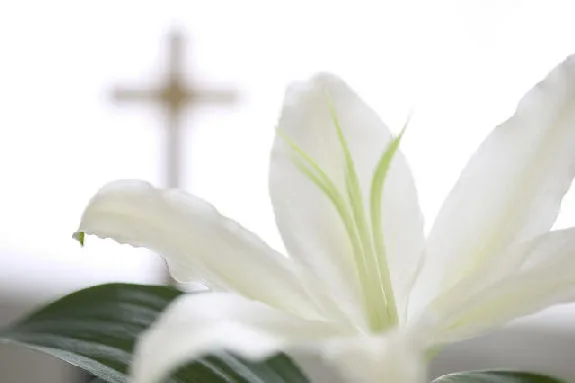 White Lilly & a Cross