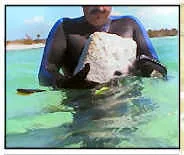 Joulters Wall smaller cubed stone