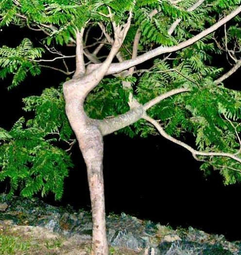 A tree that looks like it's dancing