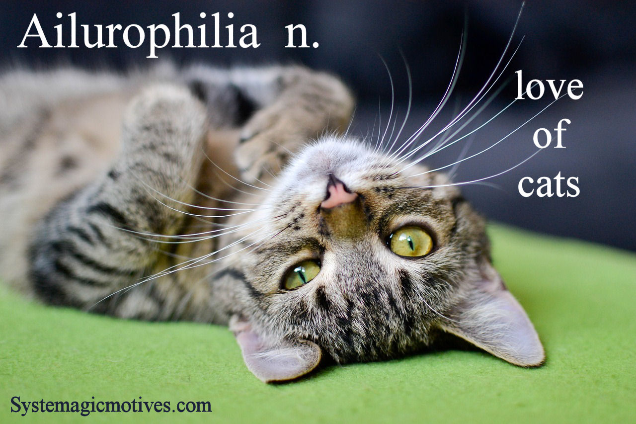 Graphic Definition of Aelurophilia/Ailurophilia
