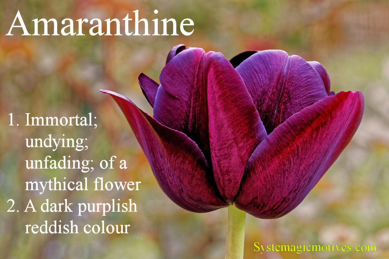Graphic Definition of 'Amaranthine'