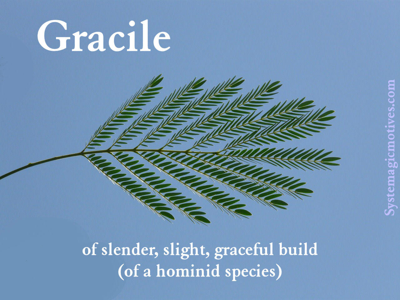 Graphic Definition of Gracile