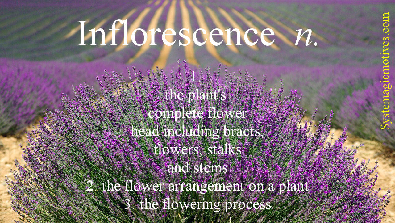 Graphic Definition of Inflorescence