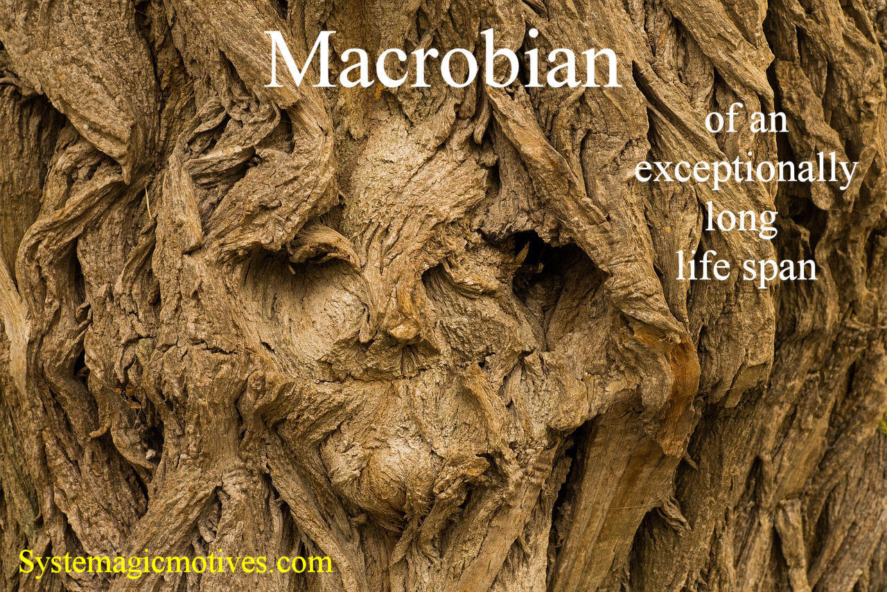 Graphic Definition of Macrobian