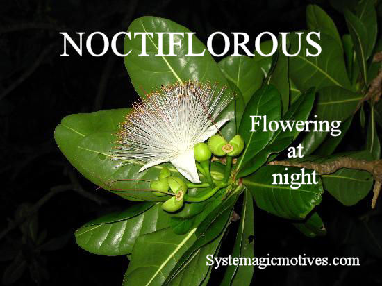 Graphic Definition of Noctiflorous
