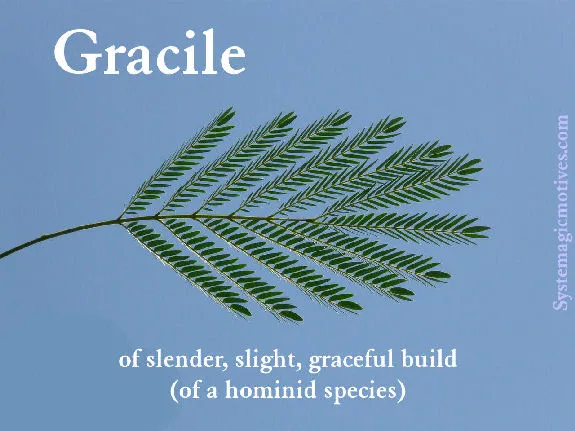 Graphic Definition of Gracile