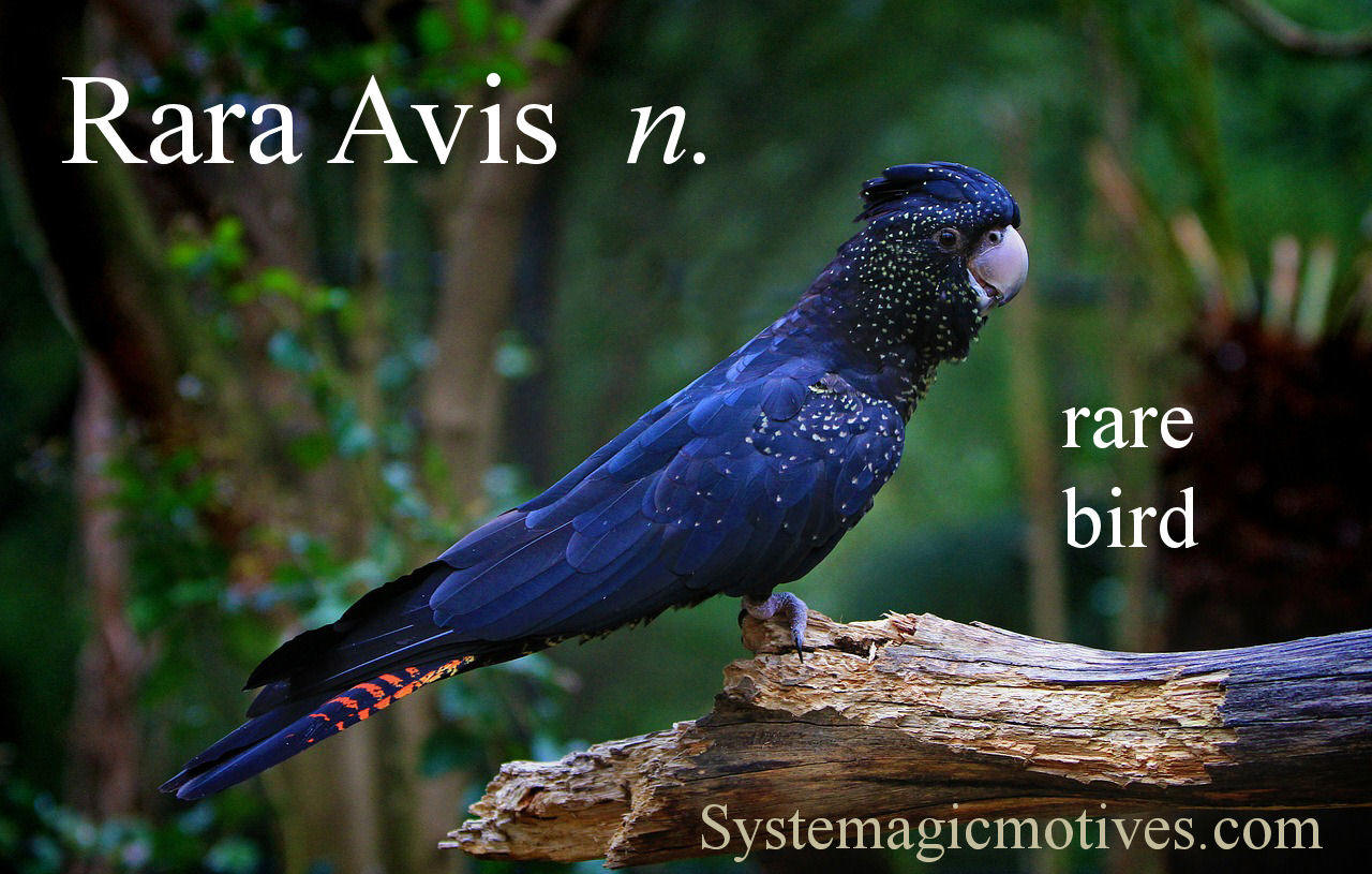 Graphic Definition of Rara Avis