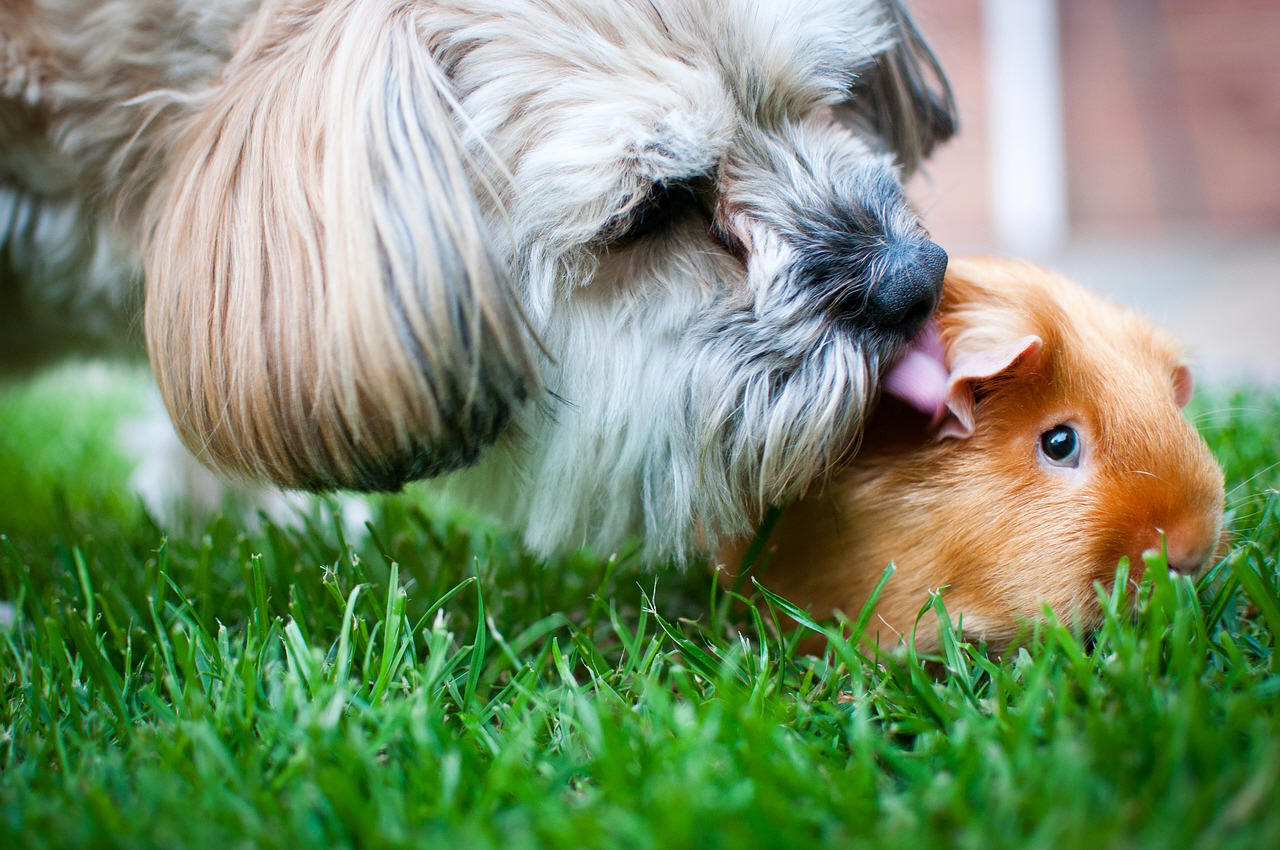 Dog Kissing a Guinea Pig behind the ear