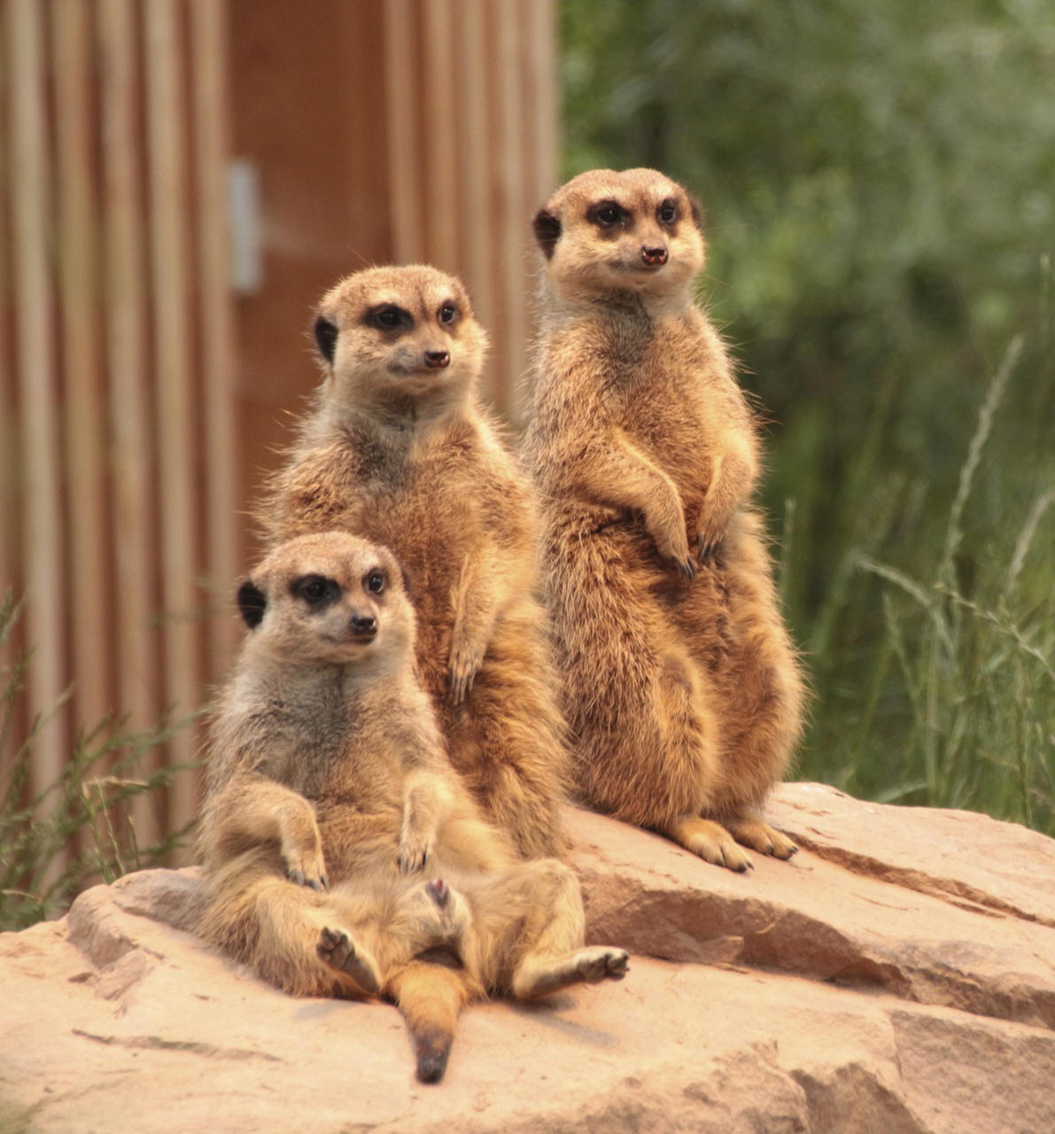 Funny Group of Meerkats