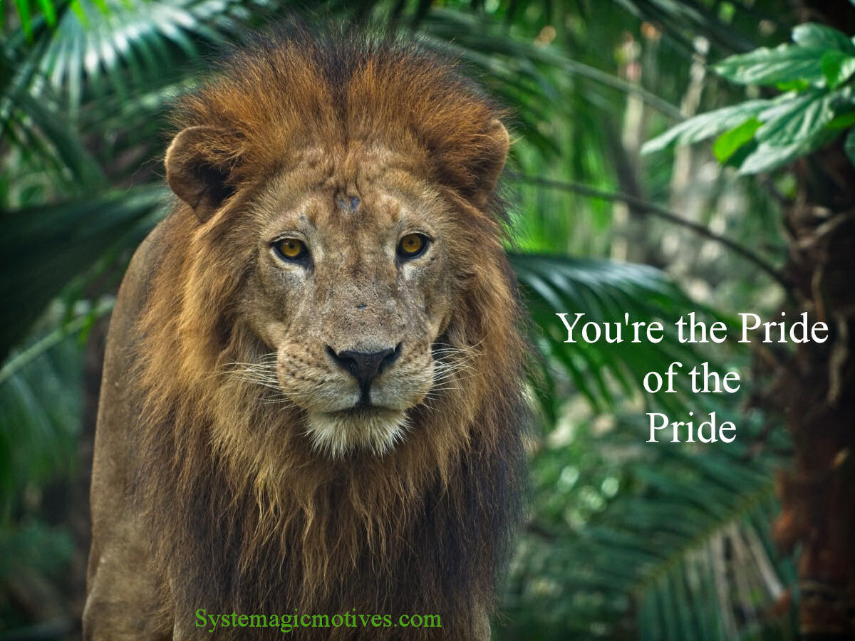 The Male Pride of the Pride